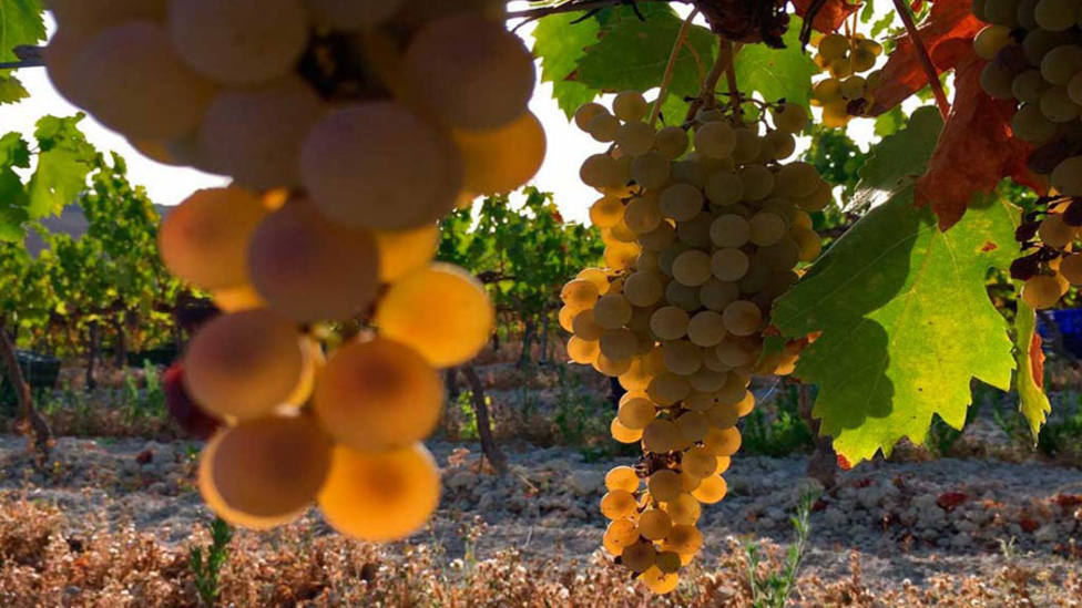 El Marco de Jerez estudia el cultivo ecológico como oportunidad para la uva pedro ximénez