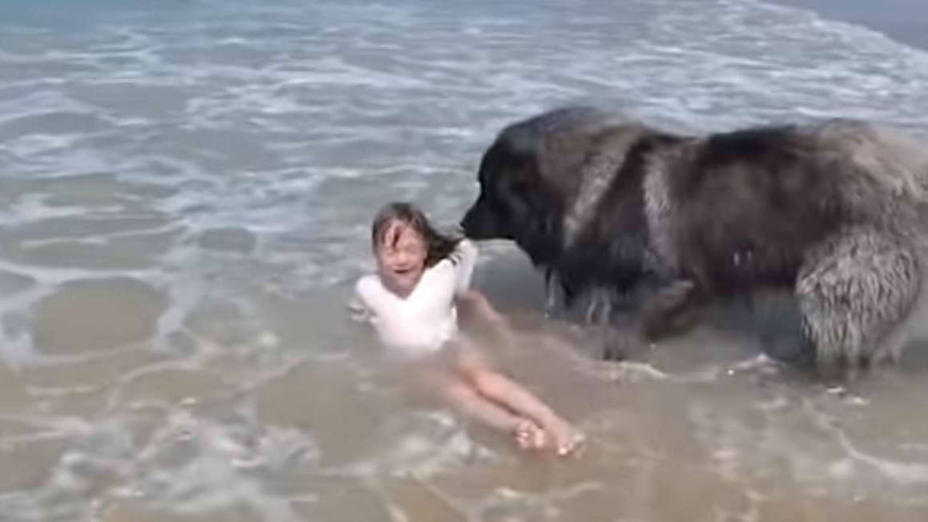 El adorable momento en el que un perro "salva" a niña de ser arrastrada por el mar de Francia - Internacional - COPE