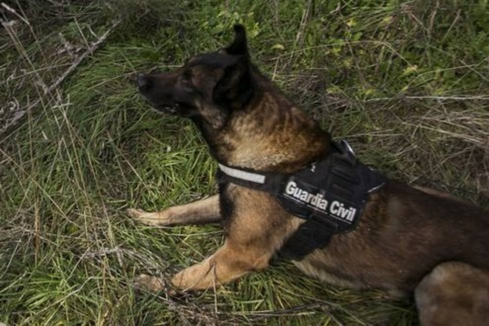 A la búsqueda se han sumado guías caninos de la Guardia Civil