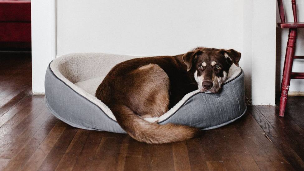 Calma consumidor Inválido Los cinco consejos que debes seguir para escoger la cama perfecta para tu  perro: presta atención a tu mascota - COPE Mascotas - COPE