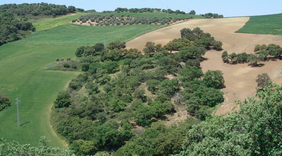 Andalucía se prepara para proteger sus bosques este verano