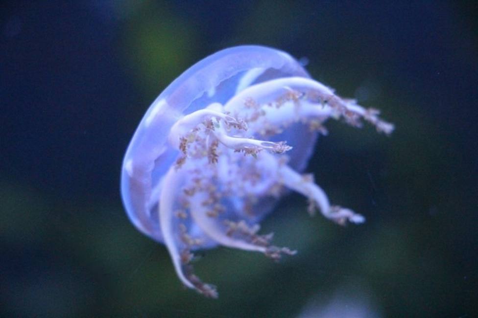 El CSIC publica una guía con protocolos de actuación ante medusas en las playas españolas