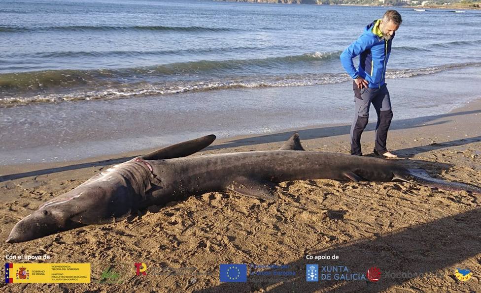 El tiburón avistado en Oleiros (A Coruña) murió por la ingesta de plásticos  - A Coruña - COPE