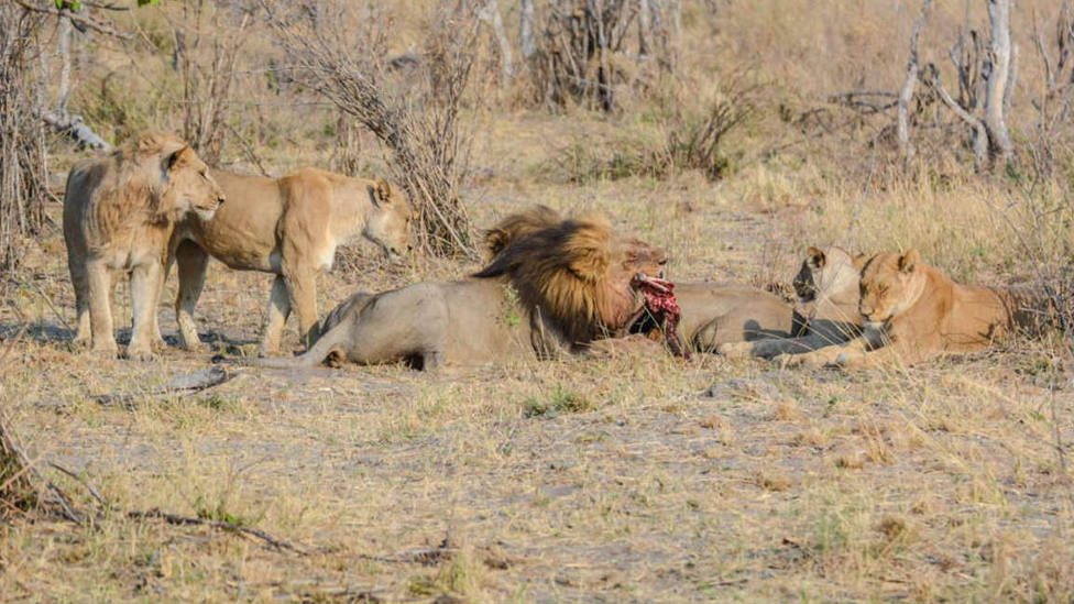 La macabra historia del cazador aplastado por un elefante y devorado por  leones en Sudáfrica - Internacional - COPE