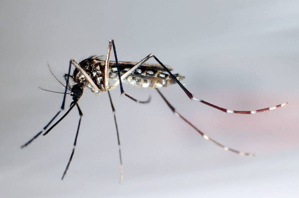 Los mosquitos dificultan la vida de castellonenses en zonas de costa