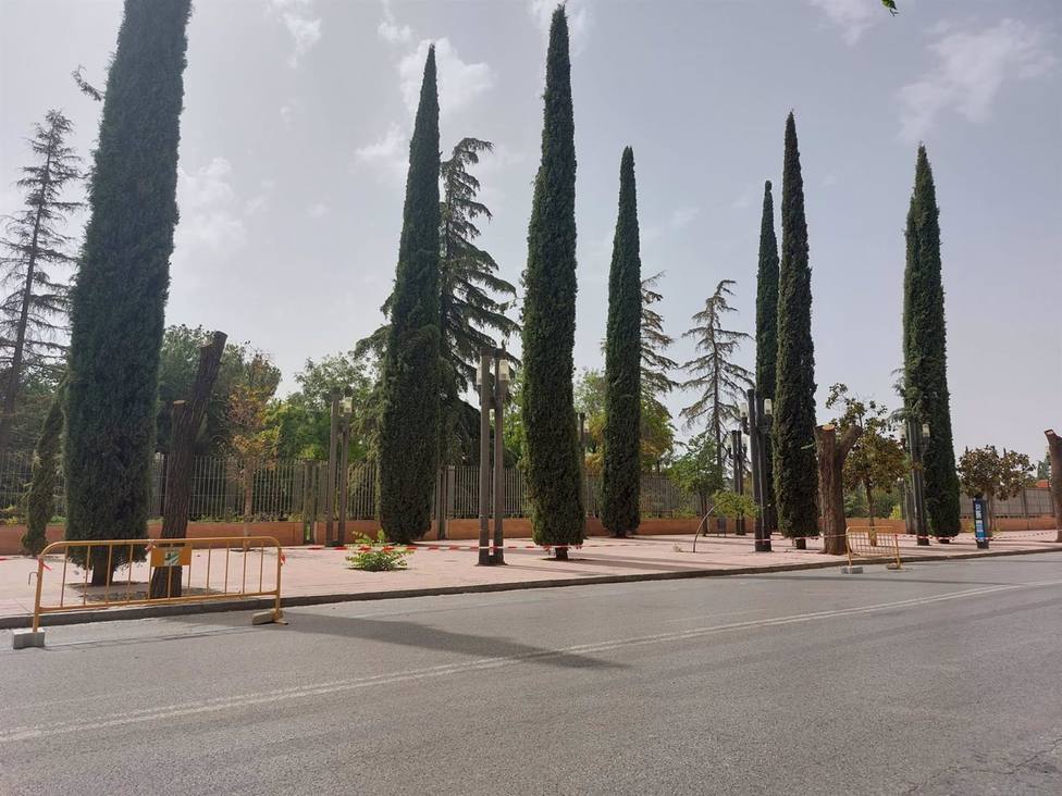 Granada.- Denuncian una nueva tala de Ã¡rboles en las obras del eje Arabial-Palencia