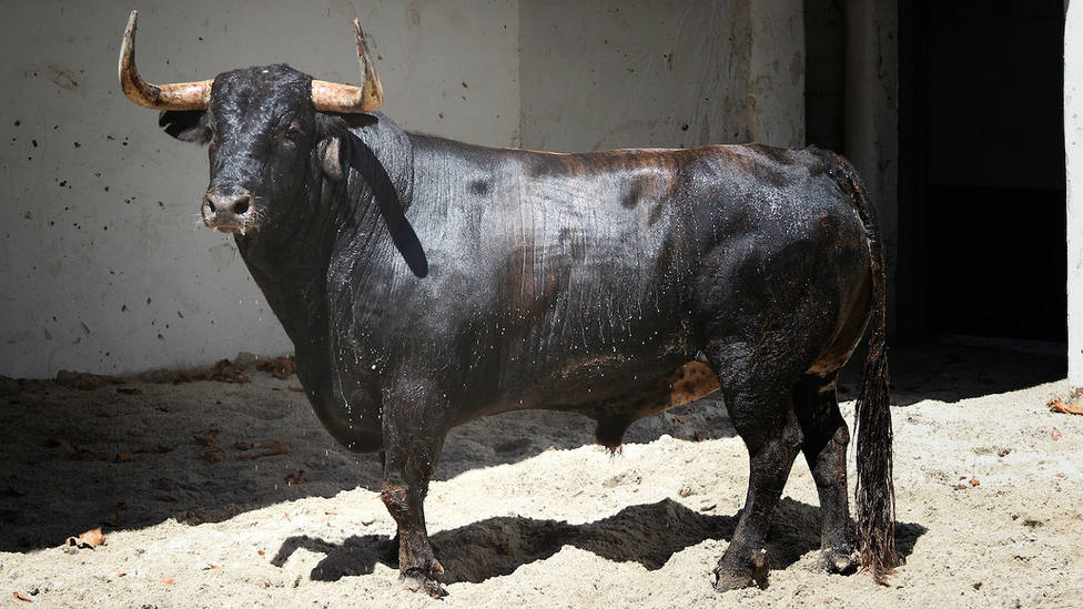La plaza de toros de Bilbao ya ha definido las ganaderías que se lidiarán en su feria taurina
