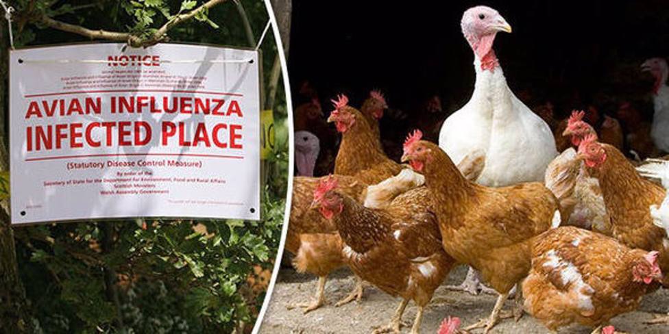 La Junta de Extremadura confirma un caso del virus de influenza aviar en una oca hallada muerta en MÃ©rida