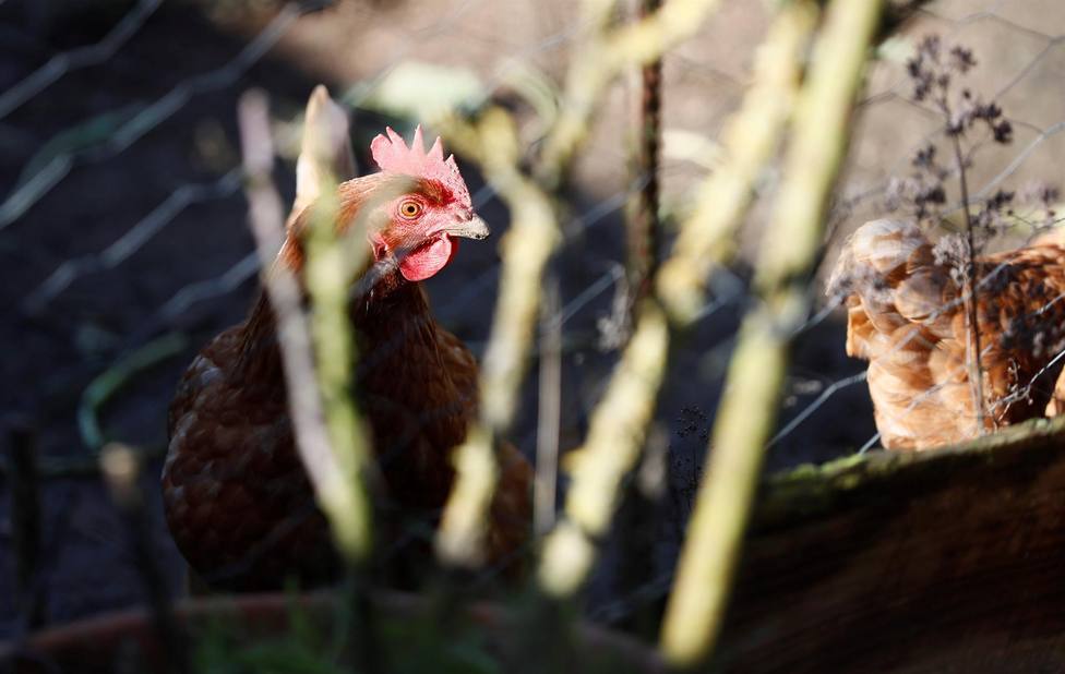 Detectan en Guadalajara el primer caso de gripe aviar en humanos de España y el segundo de Europa