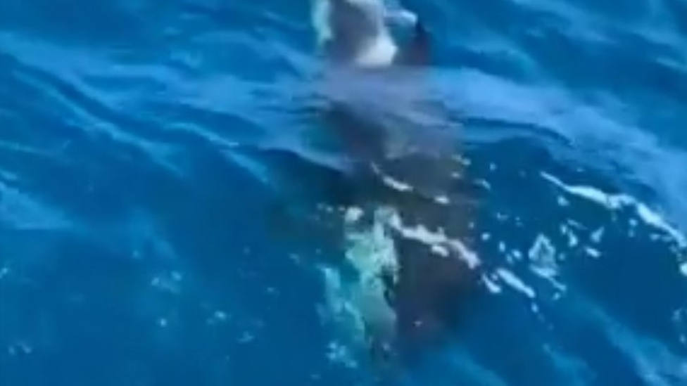 Las orcas interactúan con las embarcaciones en una especie de competición