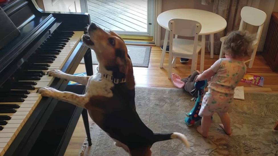 Un perro se pone a tocar el piano ante un bebé y su reacción deja a todos sin palabras