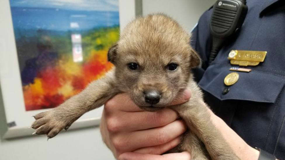 Encuentra Un Perrito Abandonado En La Calle Y La Prueba De Adn Deja A Todos Boquiabiertos Cope Mascotas Cope