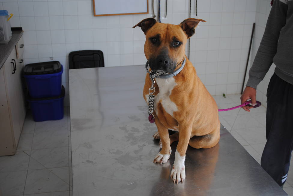 Christchurch Cantidad de apretón La DPZ busca un hogar para los 70 perros que acoge su centro de protección  animal - Diputación Provincial de Zaragoza - COPE
