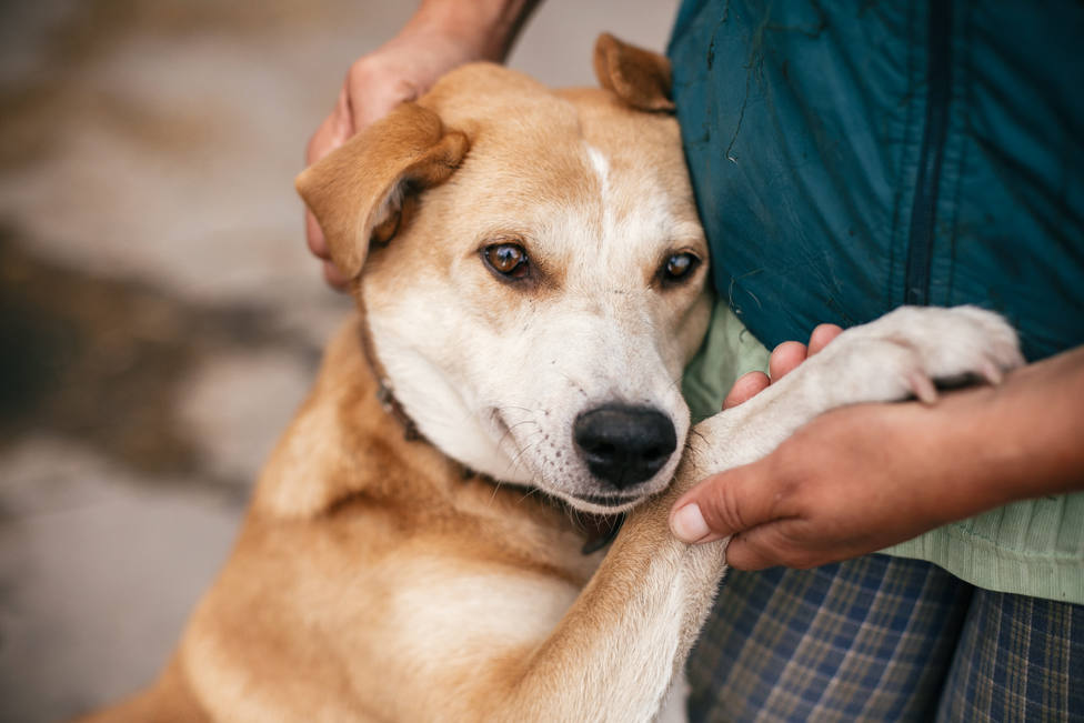 Rescatan a 39 perros que se encontraban en condiciones precarias en Valencia