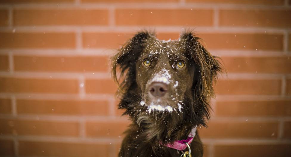 ¿Cuánto frío puede soportar un perro? Cómo prepararlo ante las bajas temperaturas