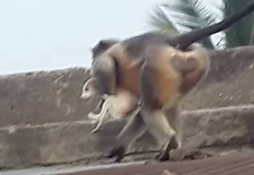 ctv-nca-monos-enfurecidos-matan-250-perros-arrojandolos-desde-las-alturas-en