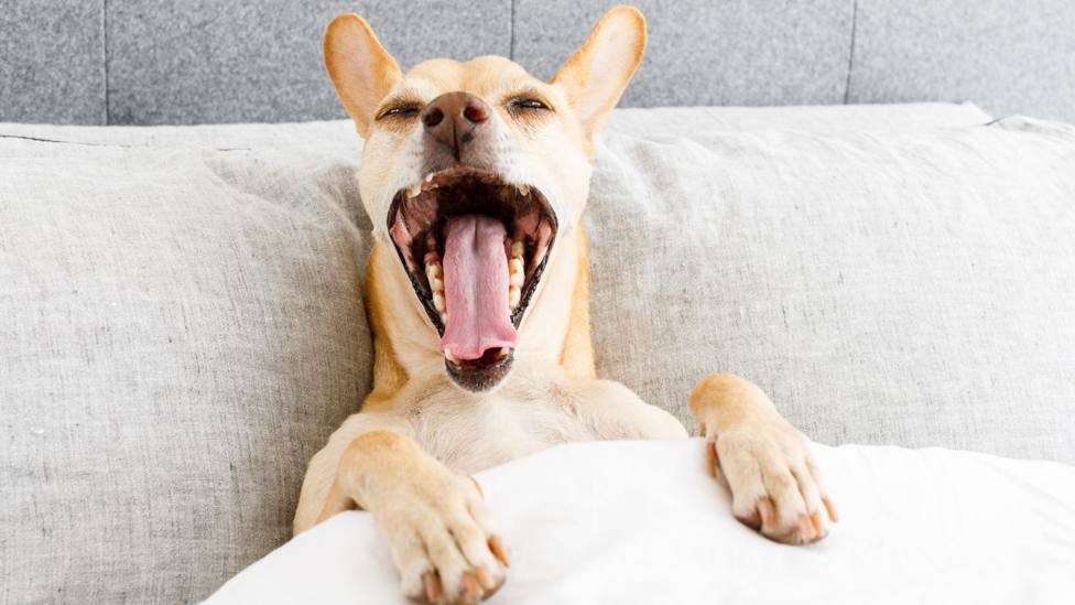 La razón por la que no debes dormir con tu perro en invierno: puede ser peligroso