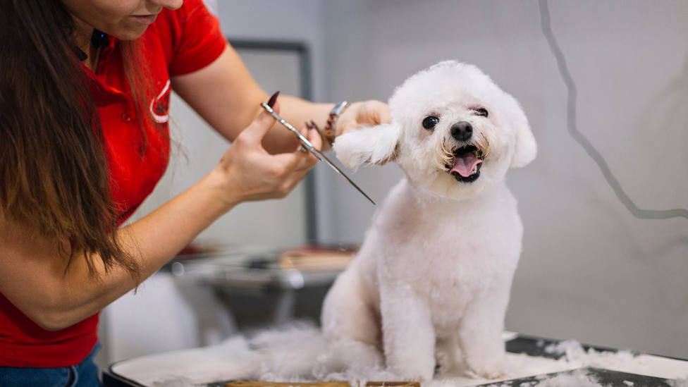 ¿A qué perros nunca conviene cortarles el pelo en verano?