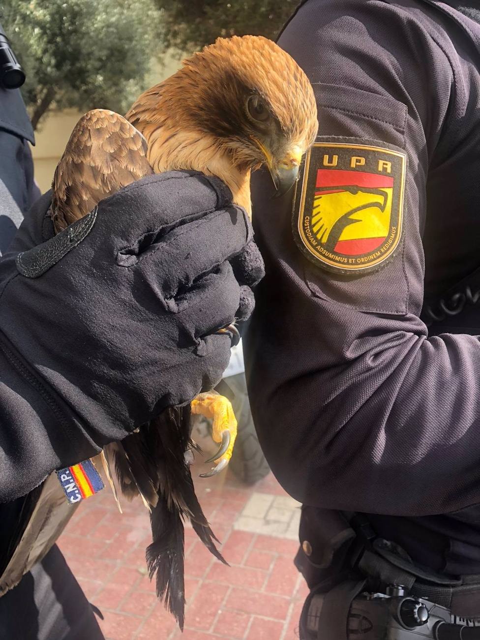 Rescatada de la carretera un águila que no podía levantar el vuelo -  Andalucía - COPE