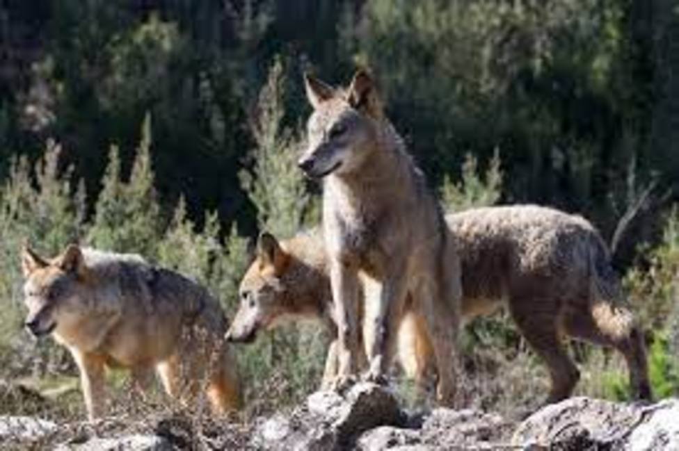 La Audiencia Nacional admite a trámite un recurso contra la orden que prohíbe la caza del lobo