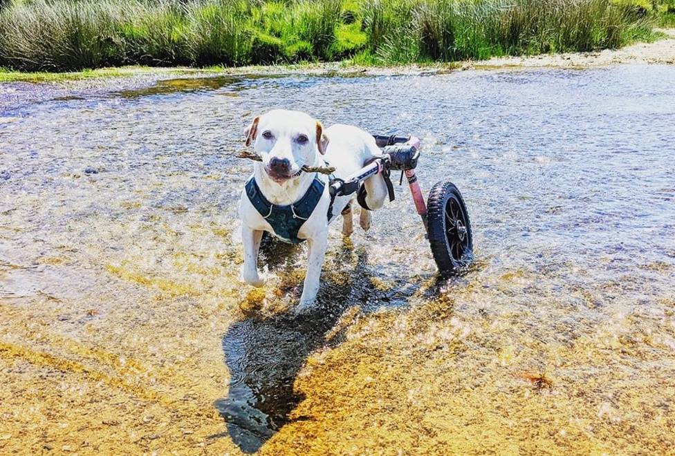 La perra tiene que utilizar un sistema con ruedas en sus extremidades traseras - FOTO: Hopesdisabledlife