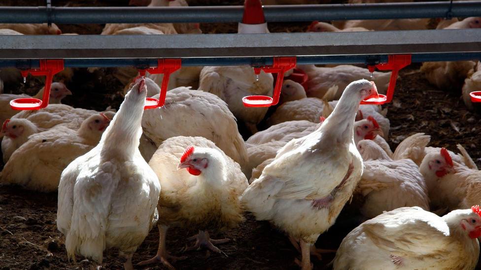 Detectado en Fontanar un caso de gripe aviar en humanos