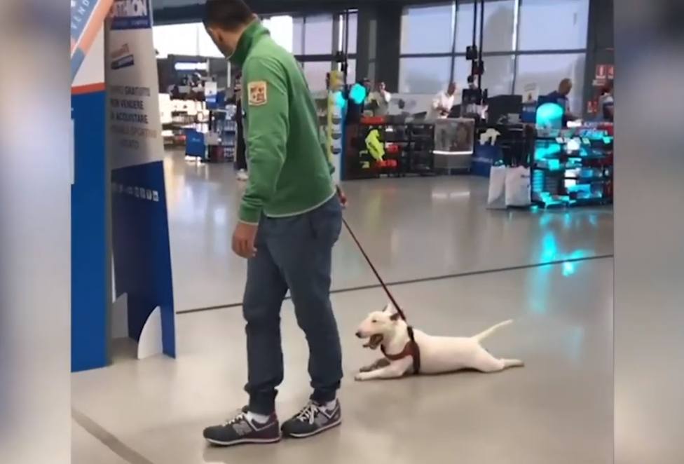 Un perro se niega pasear y su 'desesperante' reacción sorprende a - COPE Mascotas - COPE