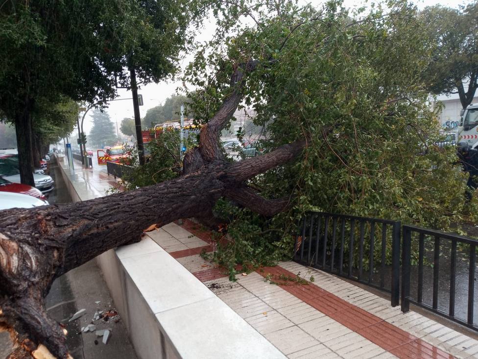 Árboles caídos, vientos de 100 km/h y parques cerrados. La alcaldesa pide  extremar las precauciones - Talavera - COPE