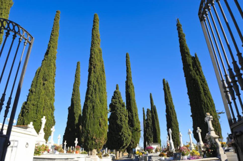 Por qué el ciprés es el árbol que se emplea en la mayoría de los cementerios?  - Cultura y Fe - COPE