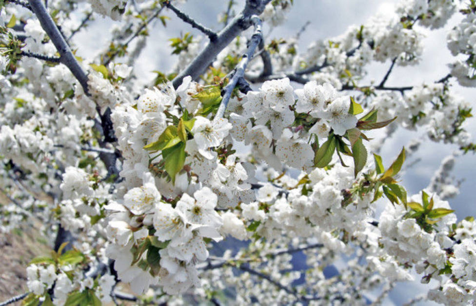 Comienza la floración de los cerezos en el Valle del Jerte