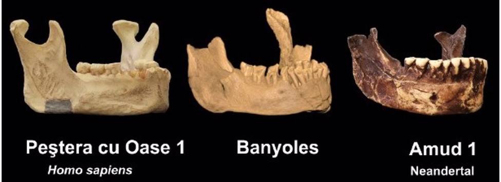 CientÃ­ficos norteamericanos y espaÃ±oles publican que el Sapiens mÃ¡s antiguo de Europa es la mandÃ­bula de Banyoles