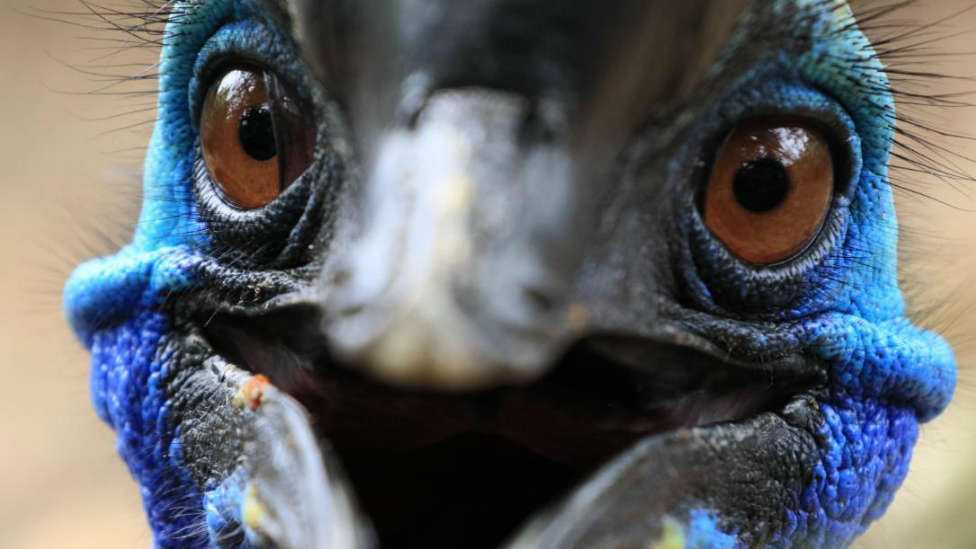 Mata a su dueño el ave más peligrosa del mundo: así es el temido casuario -  Sociedad - COPE