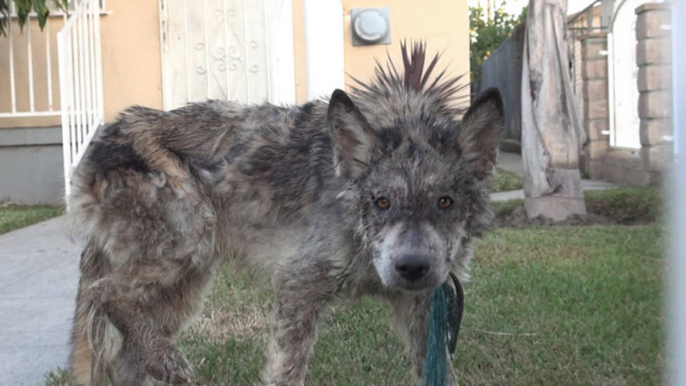 Acoge un “lobo” que ha encontrado por la calle y su verdadero origen deja a  todos boquiabiertos - COPE Mascotas - COPE
