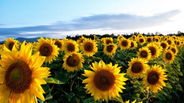 Sabías que, en realidad, un girasol no es una flor? - Vivir - COPE