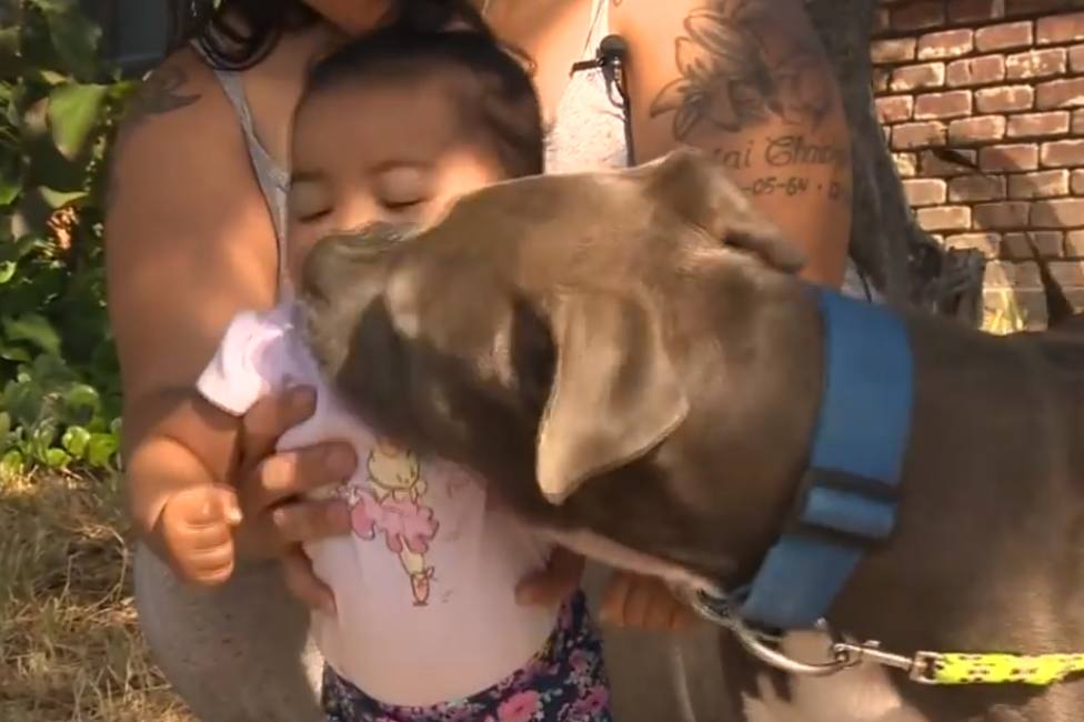 Un perro de raza pitbull se lanza sobre el bebé de 7 meses