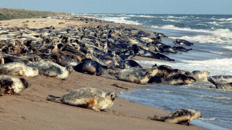 Alerta en Daguestán por la aparición de 2.500 focas muertas en el Mar Caspio