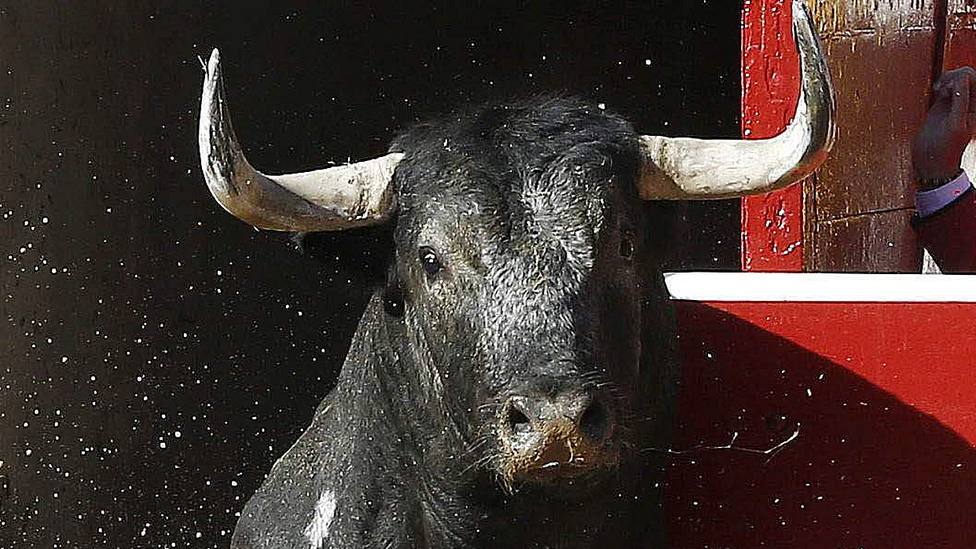 Los toros de Miura se lidiarán por primera vez en la provincia de Cuenca en San Lorenzo de la Parrilla