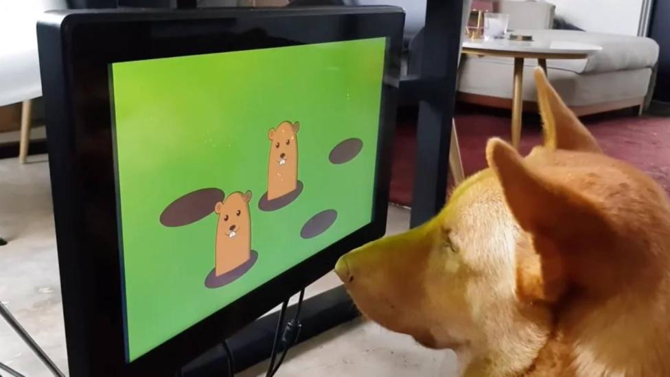 Un videojuego para perros