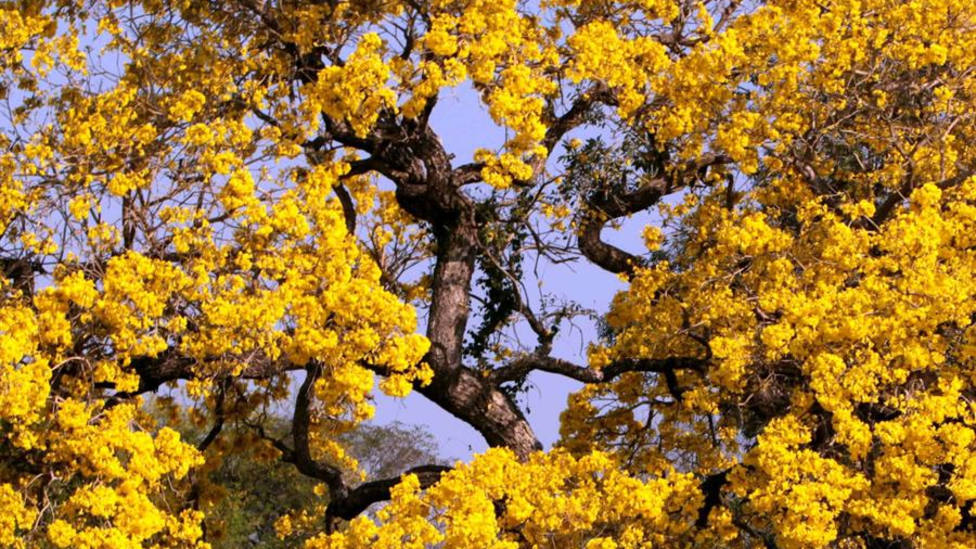 Un árbol florecido de lapacho amarillo (Tabebuia alba)