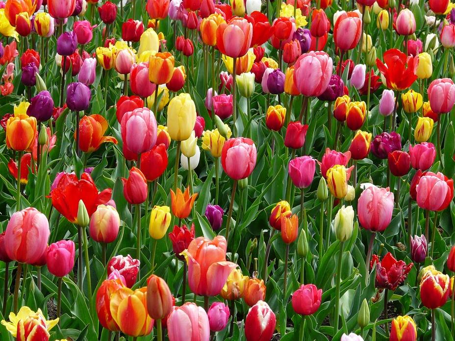 El tulipán, una flor con intención oculta - Actualidad - COPE
