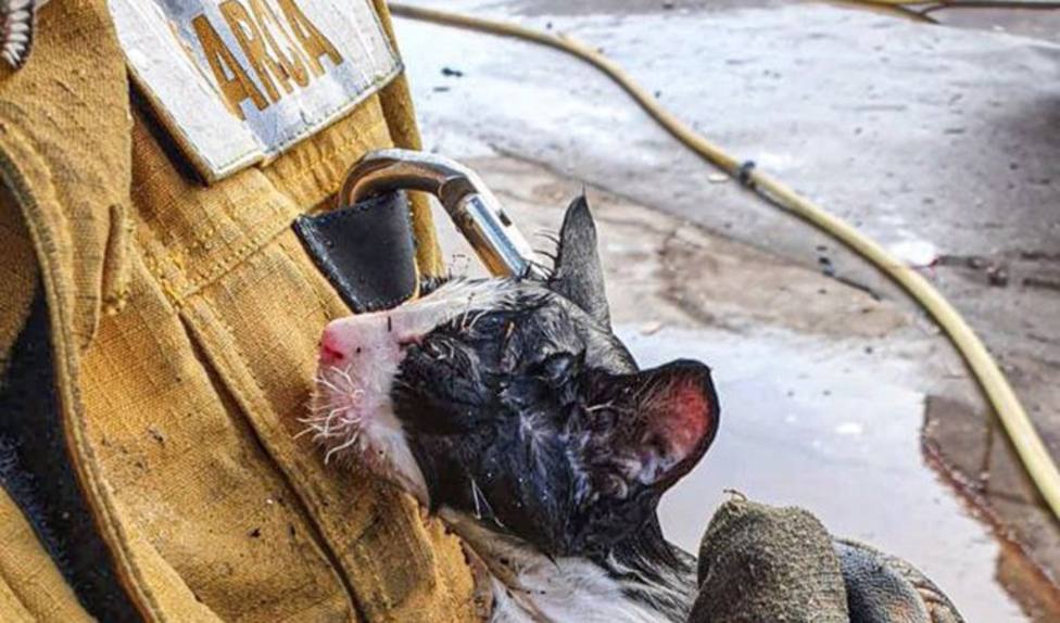 Alicante.- Sucesos.- Rescatan a un gatito en el incendio de una plata de reciclaje de Villena