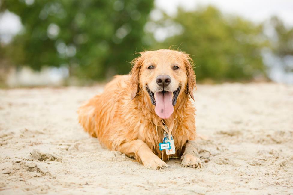 Un perro sobre una playa