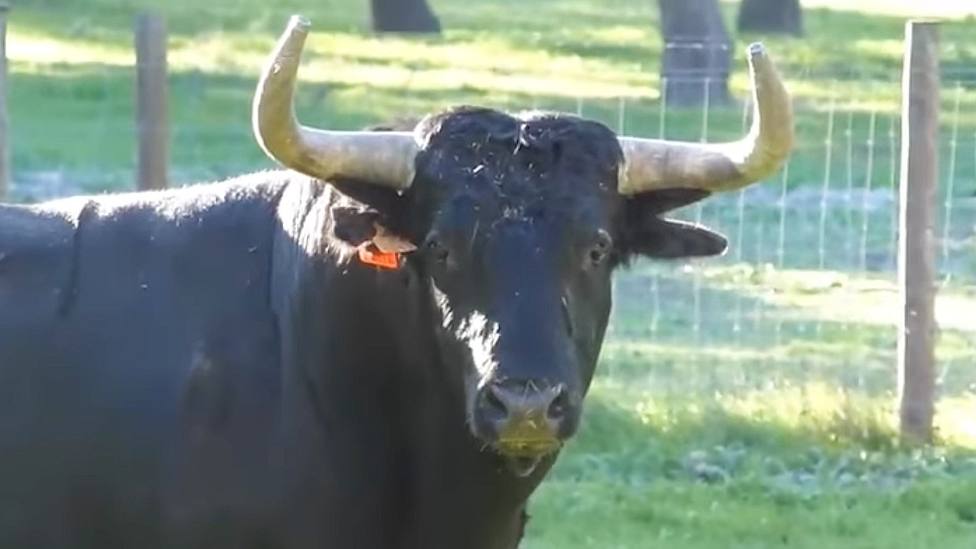 Uno de los toros de Palha reseñados para la feria de Ceret (Francia)