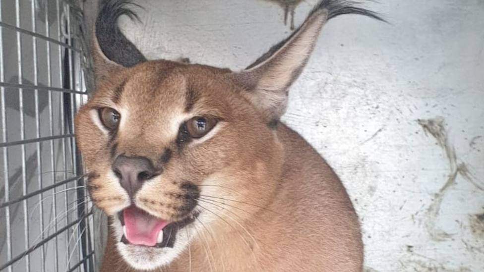 Atrapan un felino de unos 20 kilos en el jardín de una casa de Marbella, que desapareció el 1 de enero