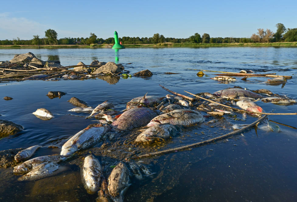 Alemania y Polonia anuncian una investigación conjunta de la muerte de miles de peces en el río Óder
