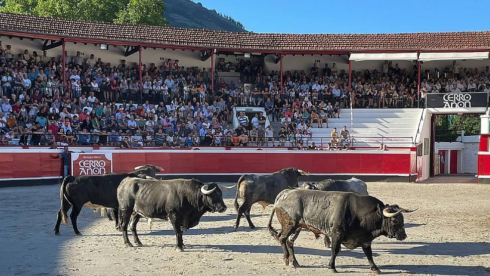 Los toros de Ana Romero en el ruedo de la plaza de toros de Azpeitia tras la desencajonada de 2022