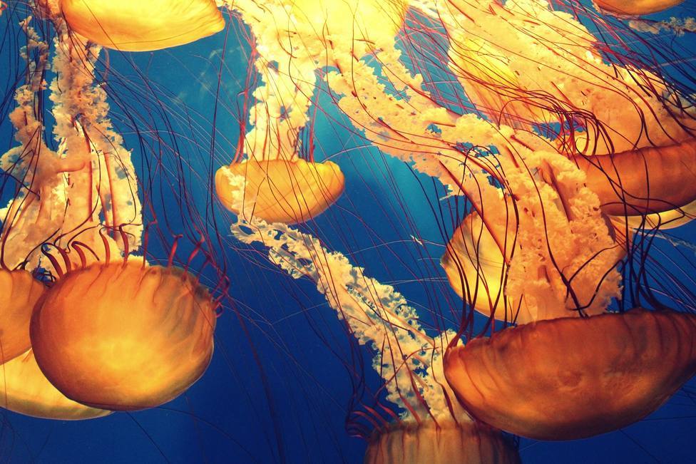 Biólogos alertan de que las playas del Mediterráneo esperan más medusas de lo habitual