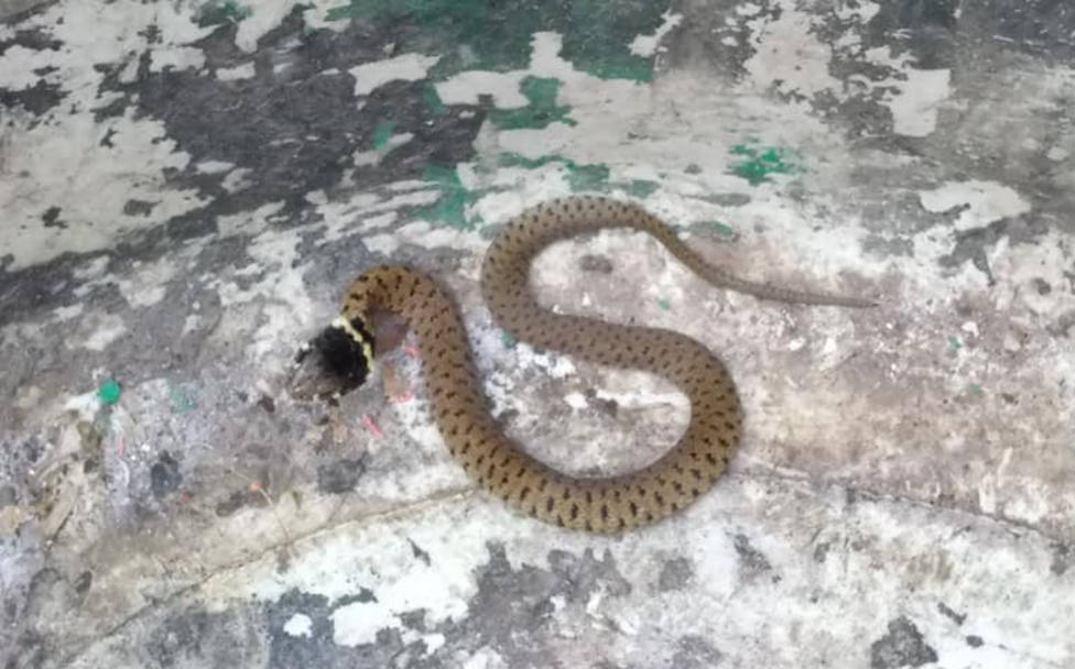 Ídolo siete y media Ceniza Protección Civil de Cedeira retiró una pequeña serpiente que se introdujo  en la vivienda de una vecina - Sucesos Ferrol - COPE