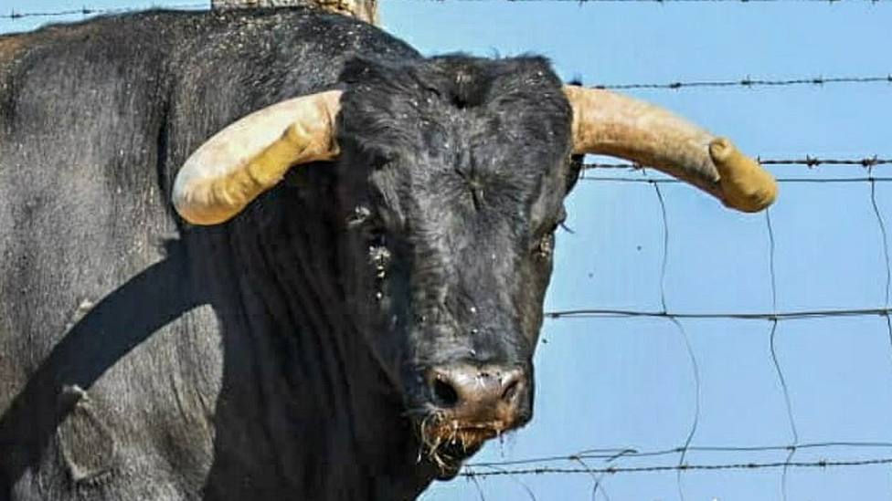 Uno de los toros de Domingo Hernández reseñado para la feria de Colmenar Viejo