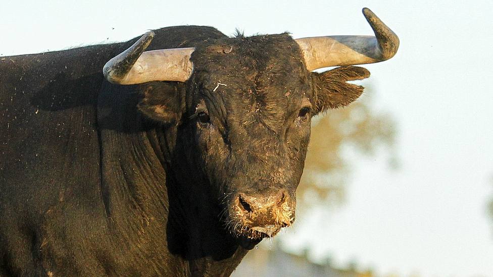 Imagen de Rotador, el toro de Castillejo de Huebra reseñado para Alba de Tormes